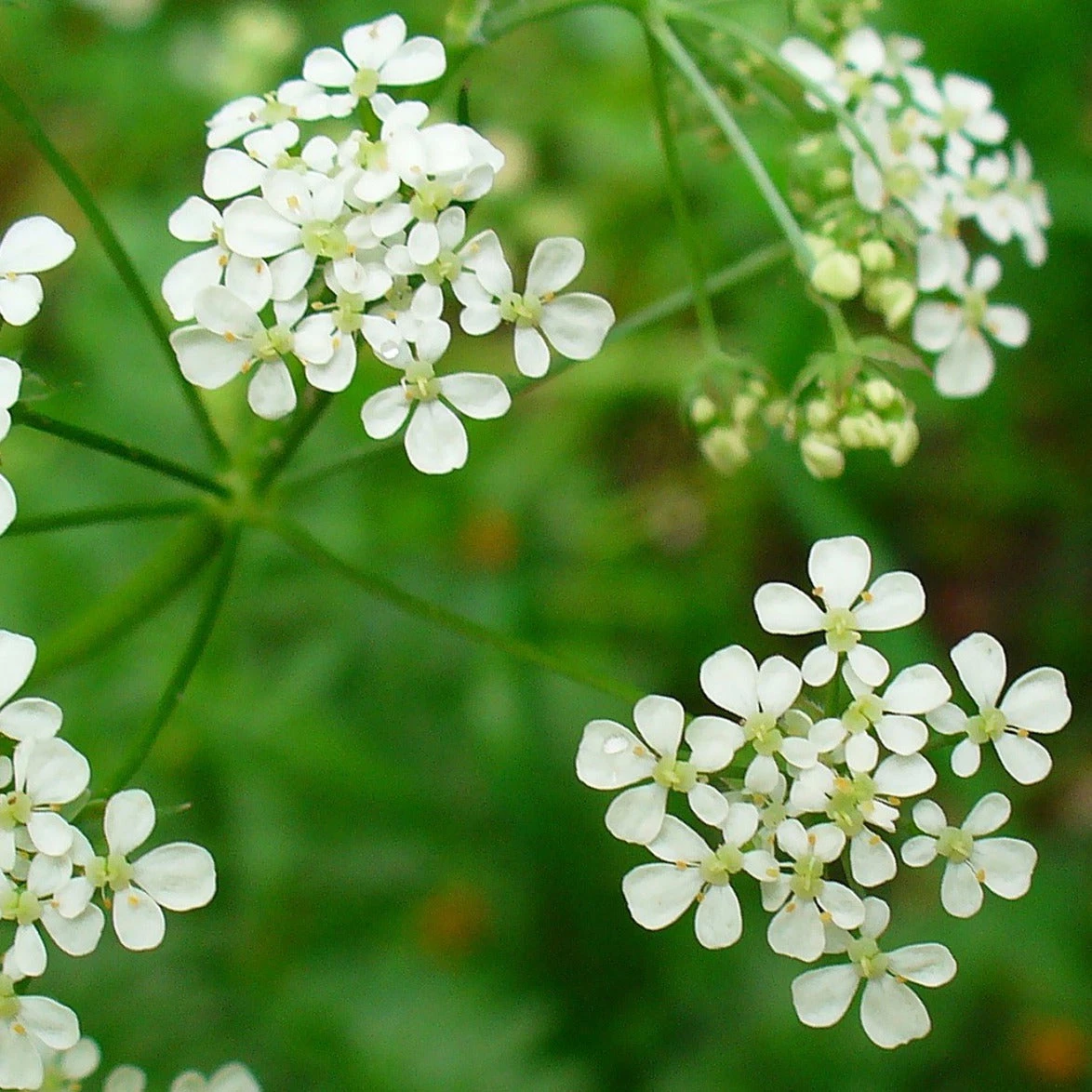 FuturePlanter Alle Pflanzen Im Shop Wiesen-Kerbel (Anthriscus Sylvestris) 3 FuturePlanter Alle Pflanzen Im Shop Wiesen-Kerbel (Anthriscus Sylvestris)
