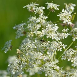 FuturePlanter Alle Pflanzen Im Shop Wiesen-Kerbel (Anthriscus Sylvestris)