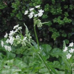 FuturePlanter Alle Pflanzen Im Shop Wiesen-Kerbel (Anthriscus Sylvestris) 15 FuturePlanter Alle Pflanzen Im Shop Wiesen-Kerbel (Anthriscus Sylvestris)