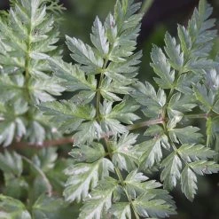 FuturePlanter Alle Pflanzen Im Shop Wiesen-Kerbel (Anthriscus Sylvestris) 14 FuturePlanter Alle Pflanzen Im Shop Wiesen-Kerbel (Anthriscus Sylvestris)