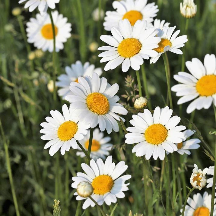 FuturePlanter Wiesen-Margerite (Leucanthemum Vulgare) Alle Pflanzen Im Shop 4 FuturePlanter Wiesen-Margerite (Leucanthemum Vulgare) Alle Pflanzen Im Shop