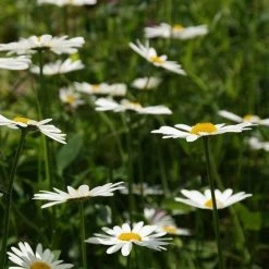 FuturePlanter Wiesen-Margerite (Leucanthemum Vulgare) Alle Pflanzen Im Shop 14 FuturePlanter Wiesen-Margerite (Leucanthemum Vulgare) Alle Pflanzen Im Shop