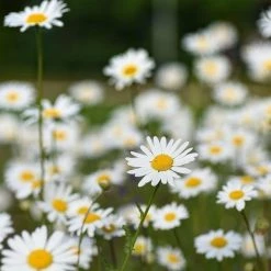FuturePlanter Wiesen-Margerite (Leucanthemum Vulgare) Alle Pflanzen Im Shop 13 FuturePlanter Wiesen-Margerite (Leucanthemum Vulgare) Alle Pflanzen Im Shop
