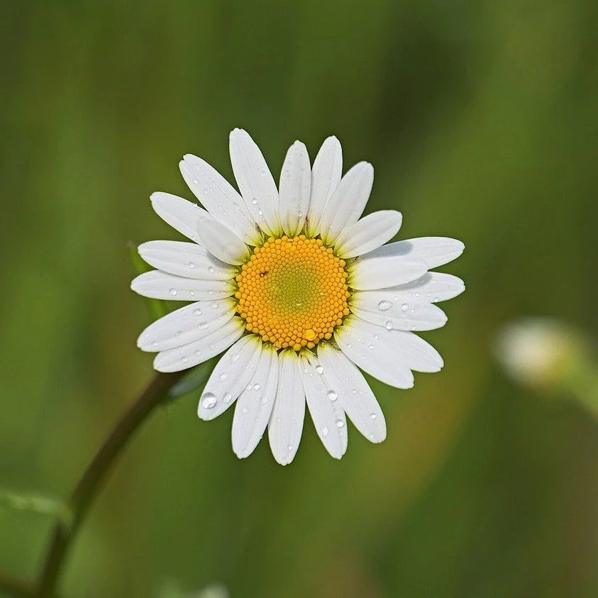 FuturePlanter Wiesen-Margerite (Leucanthemum Vulgare) Alle Pflanzen Im Shop 1 FuturePlanter Wiesen-Margerite (Leucanthemum Vulgare) Alle Pflanzen Im Shop