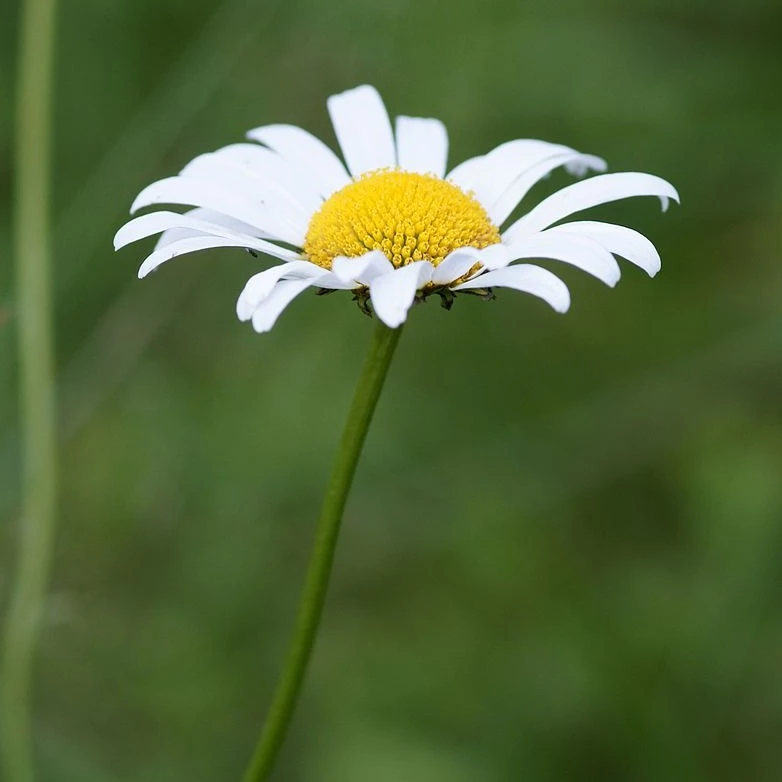 FuturePlanter Wiesen-Margerite (Leucanthemum Vulgare) Alle Pflanzen Im Shop 2 FuturePlanter Wiesen-Margerite (Leucanthemum Vulgare) Alle Pflanzen Im Shop