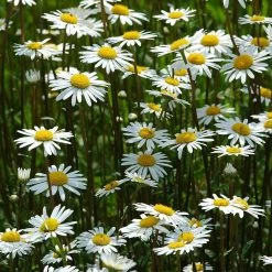 FuturePlanter Wiesen-Margerite (Leucanthemum Vulgare) Alle Pflanzen Im Shop 15 FuturePlanter Wiesen-Margerite (Leucanthemum Vulgare) Alle Pflanzen Im Shop