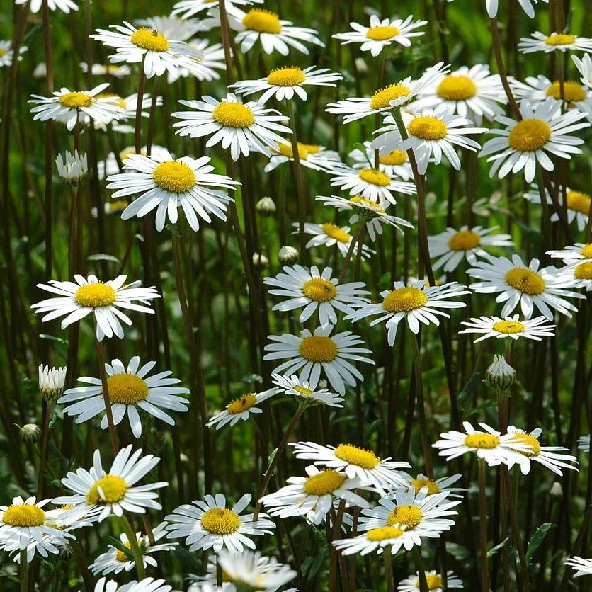 FuturePlanter Wiesen-Margerite (Leucanthemum Vulgare) Alle Pflanzen Im Shop 8 FuturePlanter Wiesen-Margerite (Leucanthemum Vulgare) Alle Pflanzen Im Shop