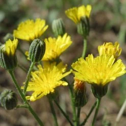 FuturePlanter Wiesen-Pippau (Crepis Biennis) Alle Pflanzen Im Shop 10 FuturePlanter Wiesen-Pippau (Crepis Biennis) Alle Pflanzen Im Shop