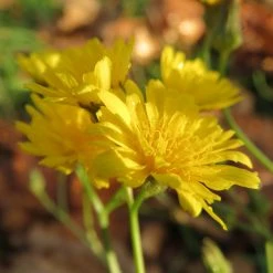 FuturePlanter Wiesen-Pippau (Crepis Biennis) Alle Pflanzen Im Shop