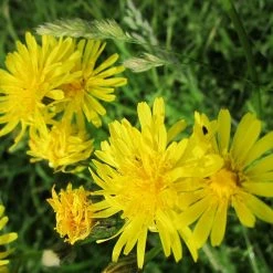 FuturePlanter Wiesen-Pippau (Crepis Biennis) Alle Pflanzen Im Shop 13 FuturePlanter Wiesen-Pippau (Crepis Biennis) Alle Pflanzen Im Shop