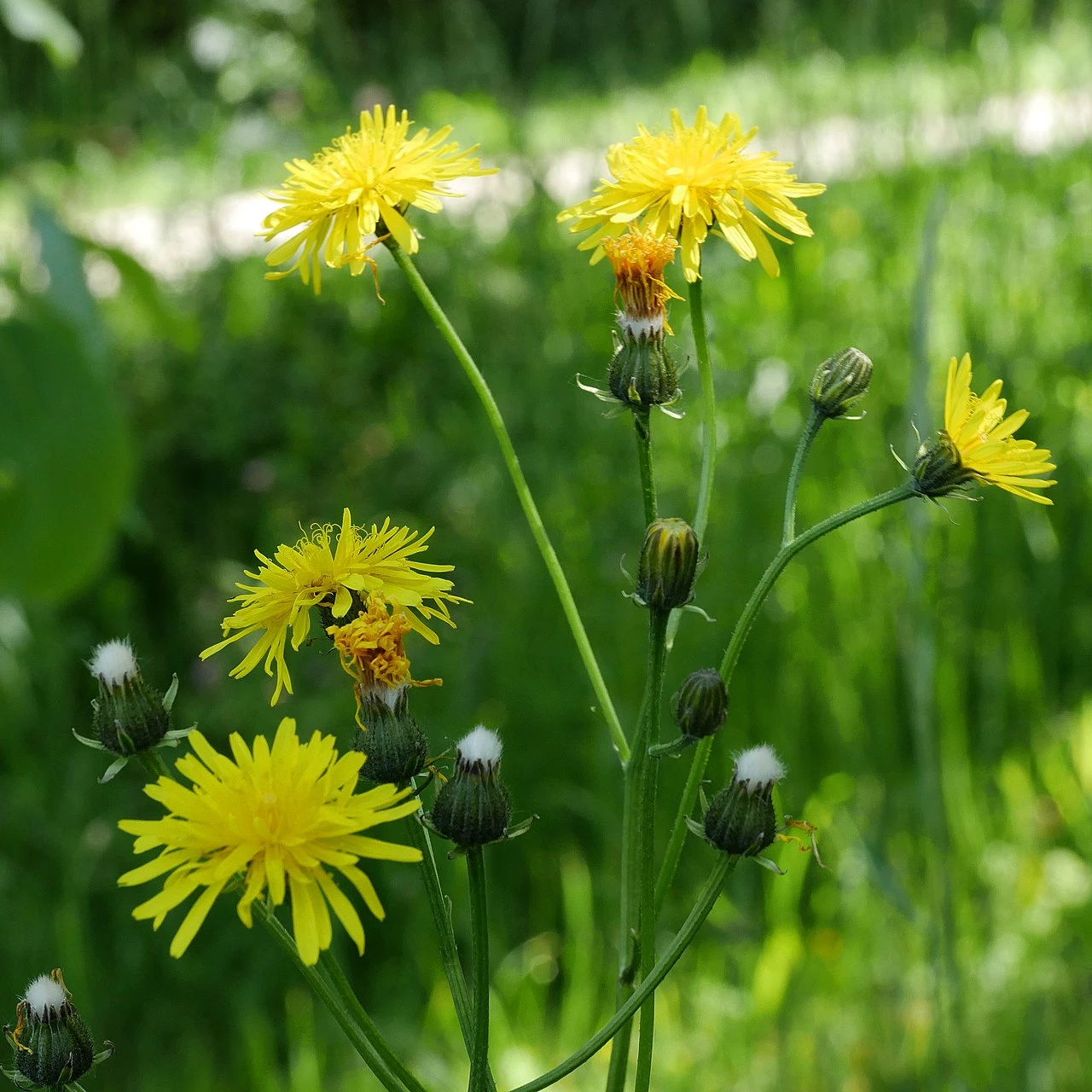 FuturePlanter Wiesen-Pippau (Crepis Biennis) Alle Pflanzen Im Shop 7 FuturePlanter Wiesen-Pippau (Crepis Biennis) Alle Pflanzen Im Shop