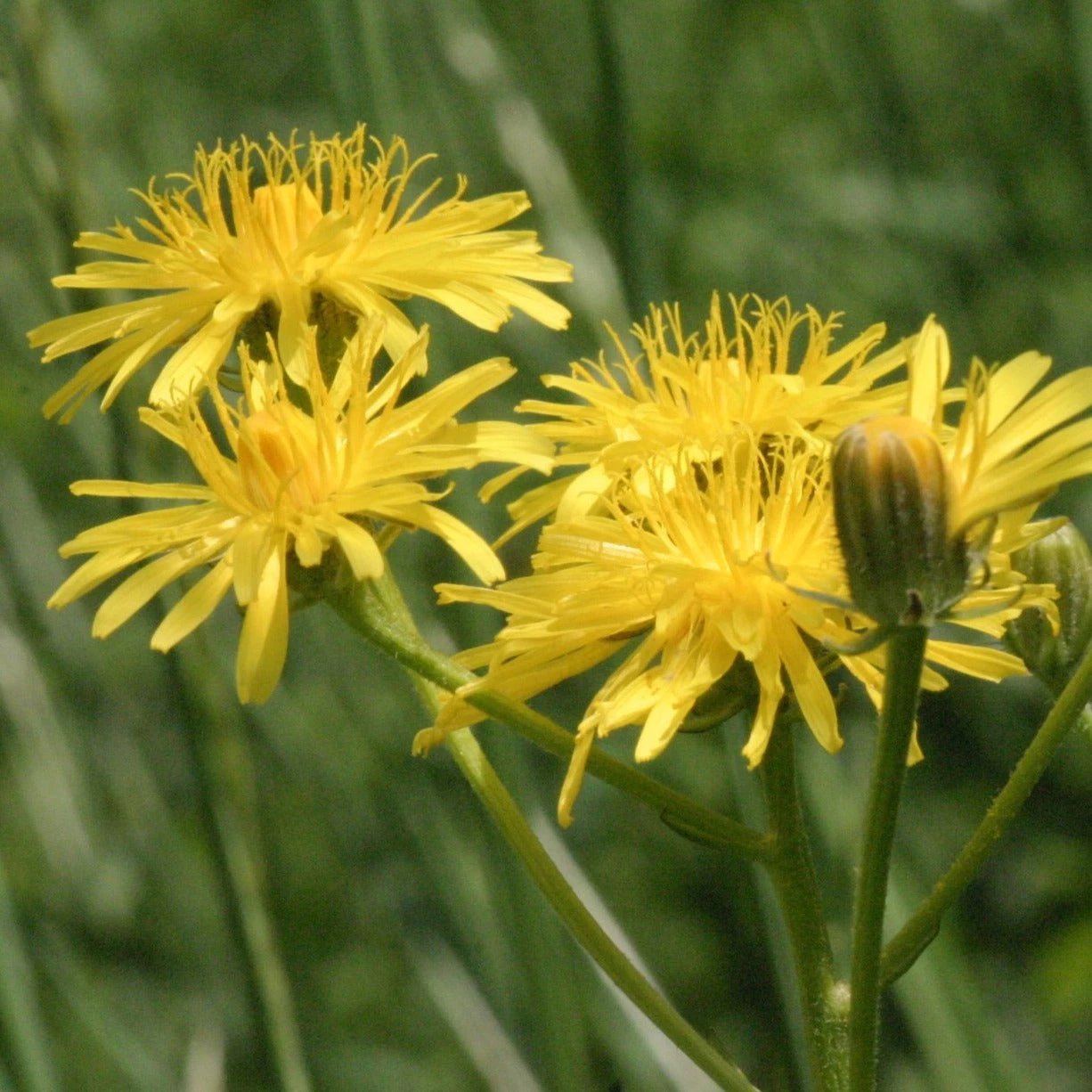 FuturePlanter Wiesen-Pippau (Crepis Biennis) Alle Pflanzen Im Shop 2 FuturePlanter Wiesen-Pippau (Crepis Biennis) Alle Pflanzen Im Shop