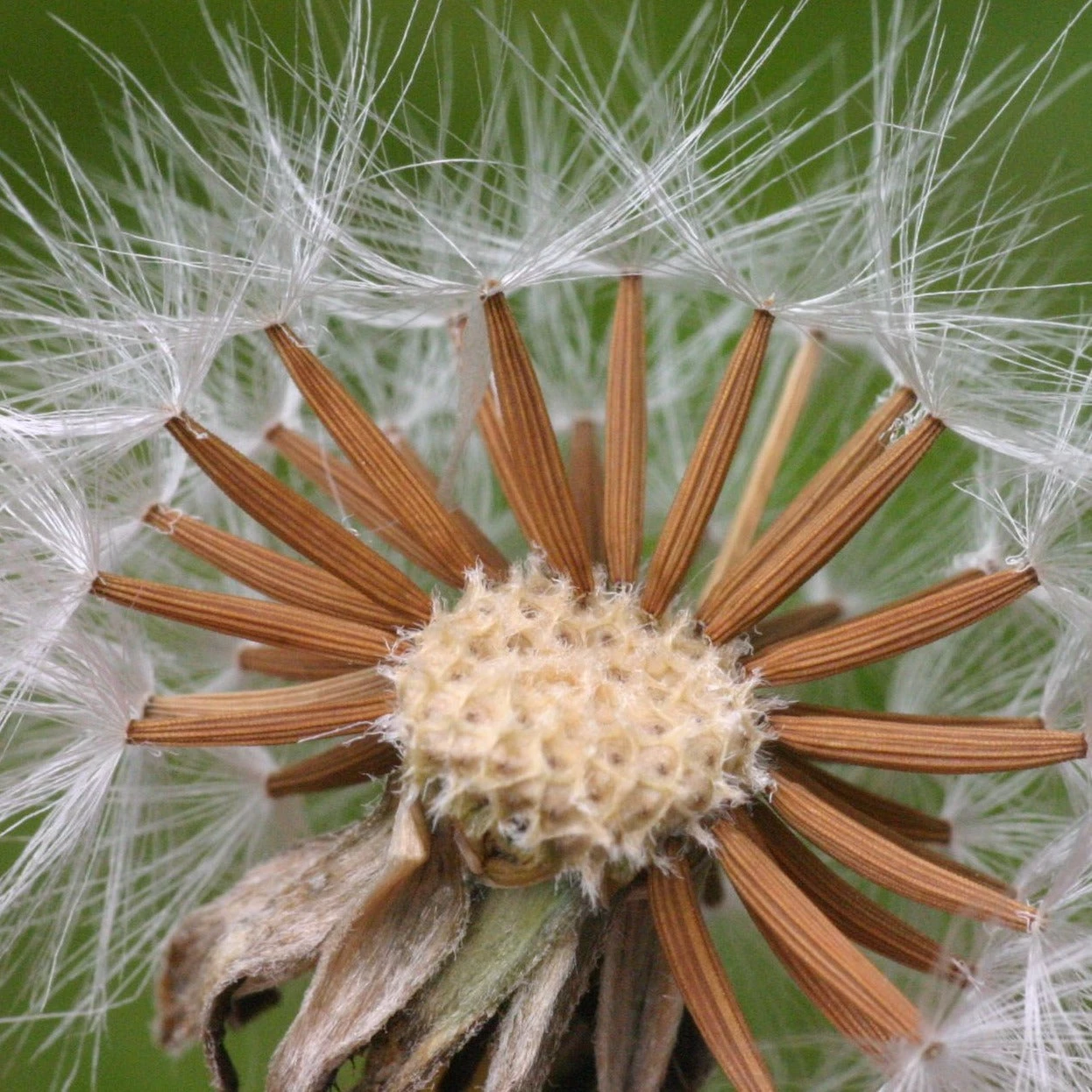 FuturePlanter Wiesen-Pippau (Crepis Biennis) Alle Pflanzen Im Shop 8 FuturePlanter Wiesen-Pippau (Crepis Biennis) Alle Pflanzen Im Shop