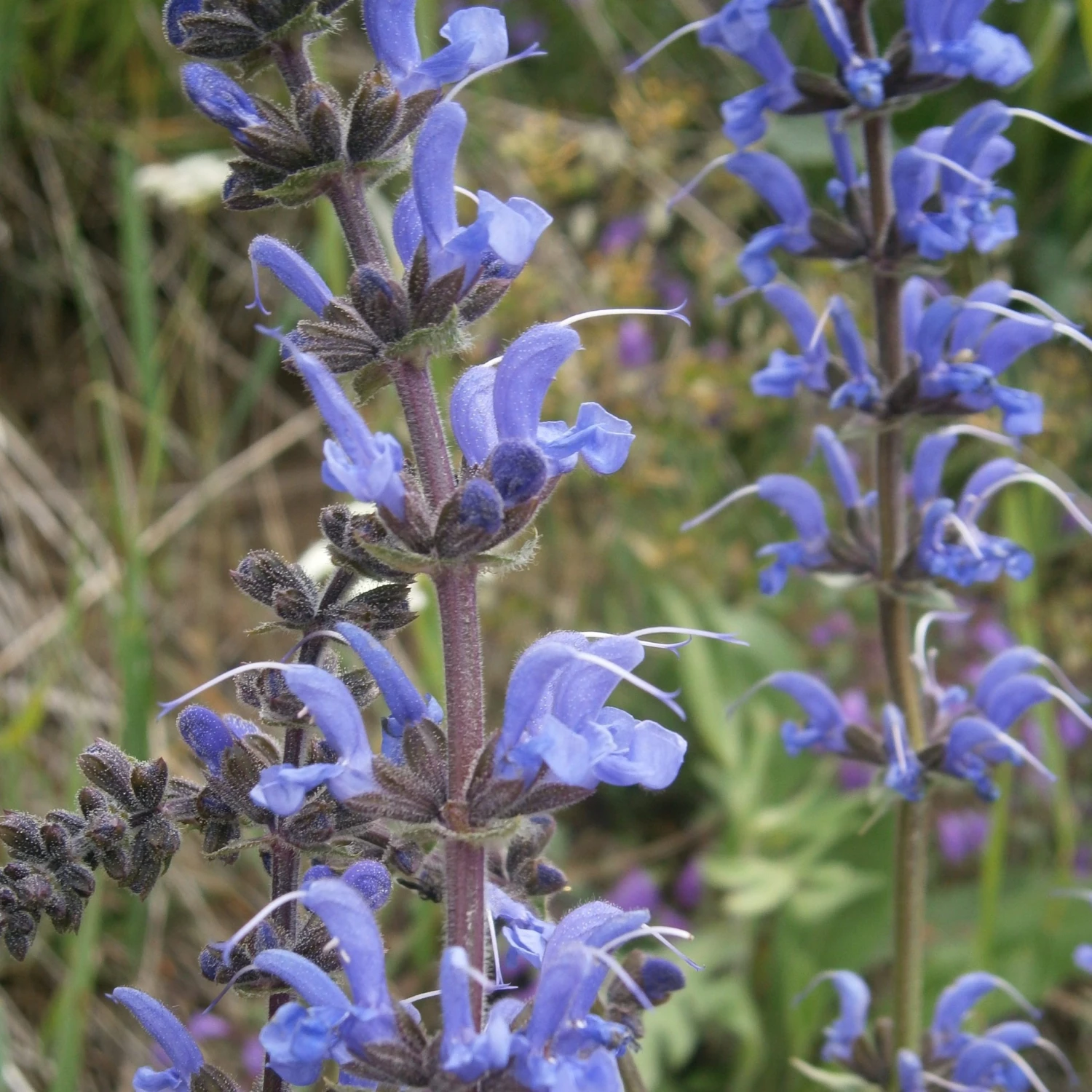 FuturePlanter Wiesen-Salbei (Salvia Pratensis) 2 FuturePlanter Wiesen-Salbei (Salvia Pratensis)