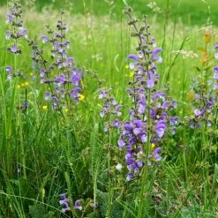 FuturePlanter Wiesen-Salbei (Salvia Pratensis) 10 FuturePlanter Wiesen-Salbei (Salvia Pratensis)