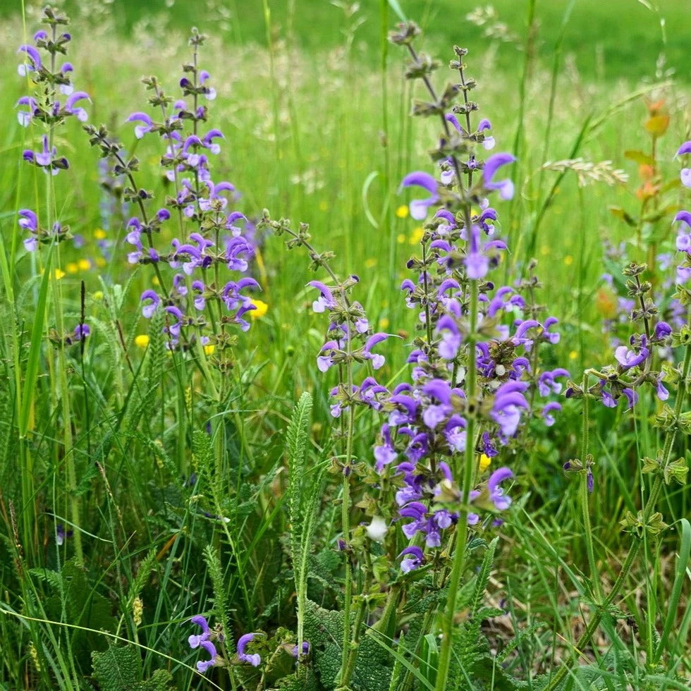 FuturePlanter Wiesen-Salbei (Salvia Pratensis) 3 FuturePlanter Wiesen-Salbei (Salvia Pratensis)