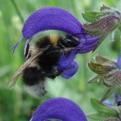 FuturePlanter Wiesen-Salbei (Salvia Pratensis) 11 FuturePlanter Wiesen-Salbei (Salvia Pratensis)