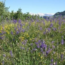 FuturePlanter Wiesen-Salbei (Salvia Pratensis) 14 FuturePlanter Wiesen-Salbei (Salvia Pratensis)