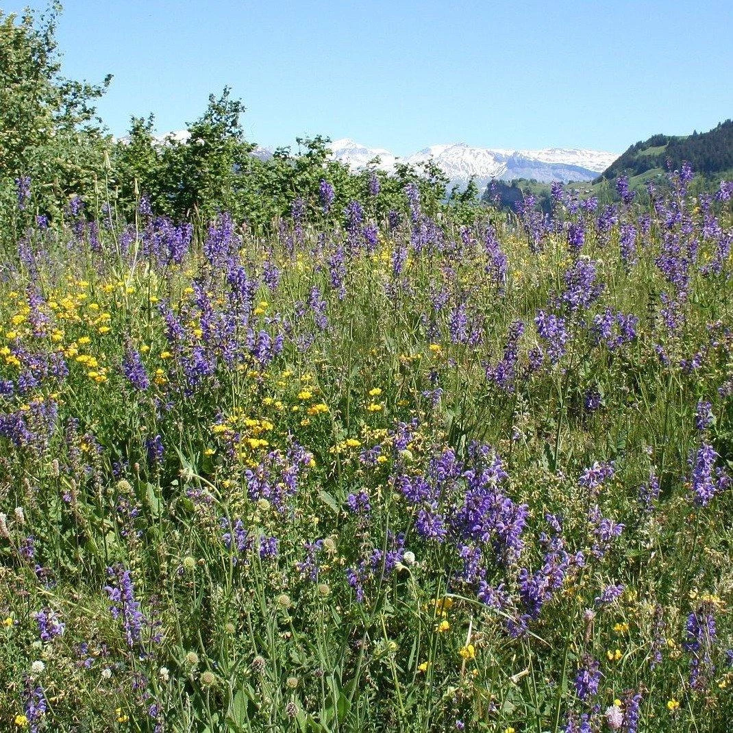FuturePlanter Wiesen-Salbei (Salvia Pratensis) 7 FuturePlanter Wiesen-Salbei (Salvia Pratensis)