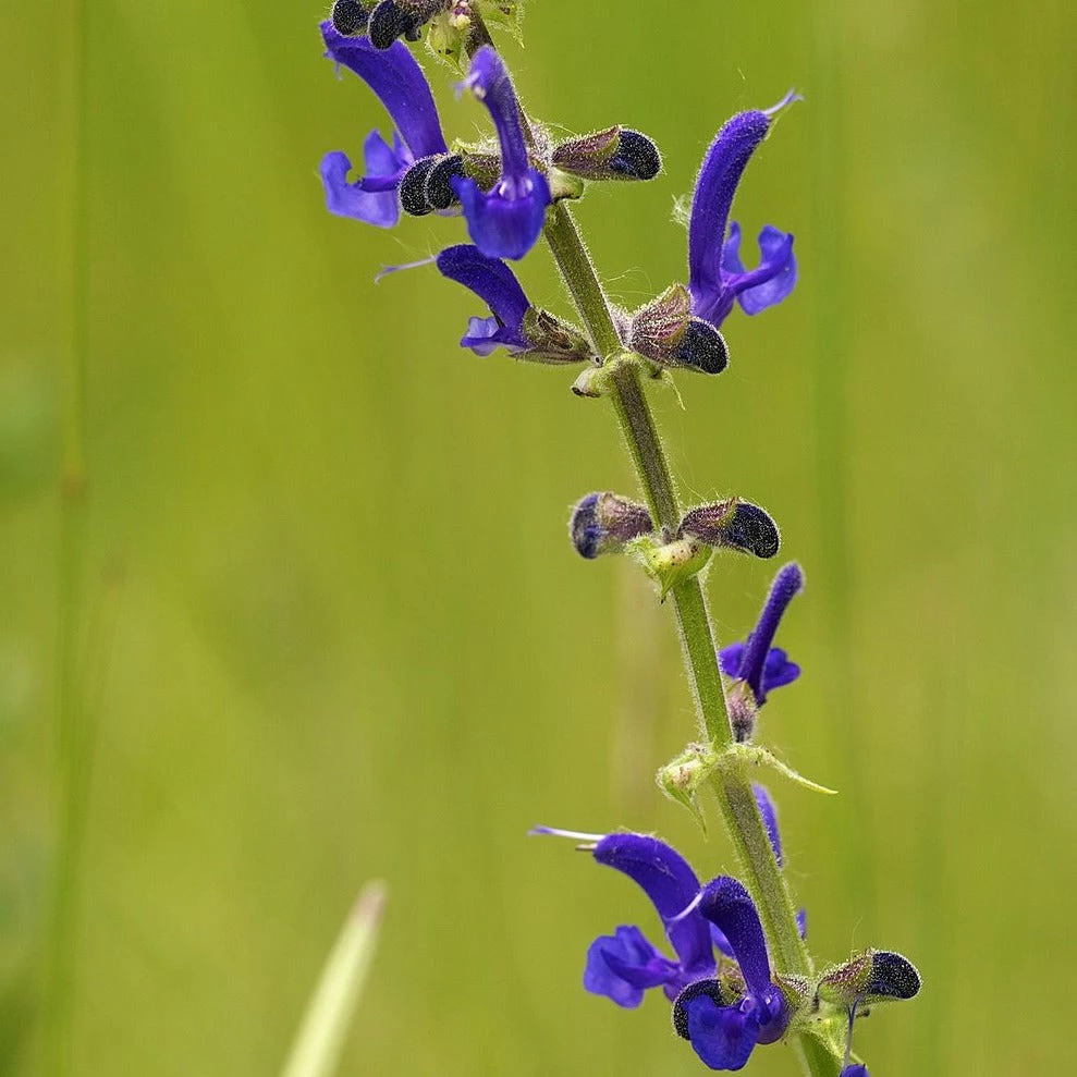 FuturePlanter Wiesen-Salbei (Salvia Pratensis) 8 FuturePlanter Wiesen-Salbei (Salvia Pratensis)