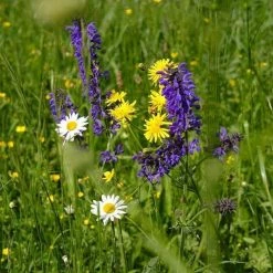 FuturePlanter Wiesen-Salbei (Salvia Pratensis) 13 FuturePlanter Wiesen-Salbei (Salvia Pratensis)