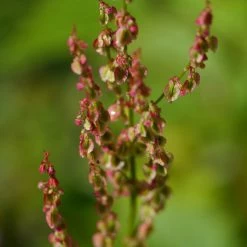 FuturePlanter Wiesen-Sauerampfer (Rumex Acetosa)