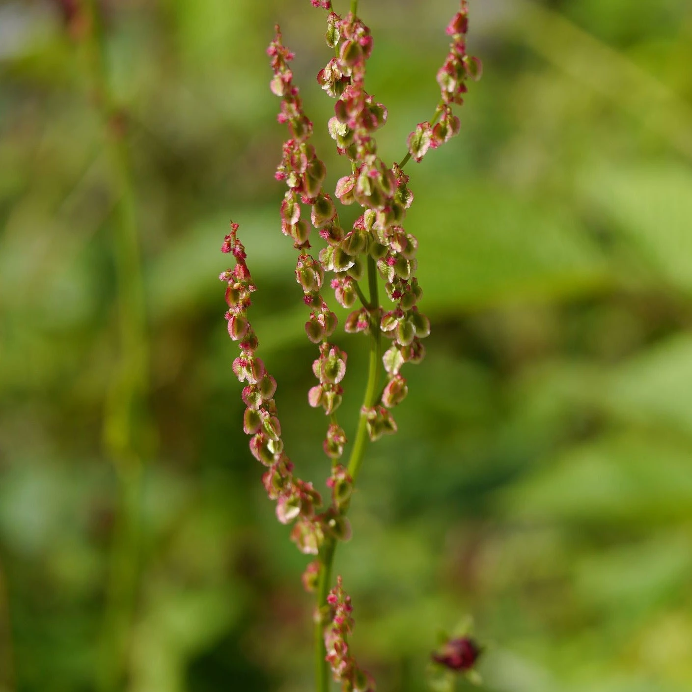 FuturePlanter Wiesen-Sauerampfer (Rumex Acetosa) 5 FuturePlanter Wiesen-Sauerampfer (Rumex Acetosa)