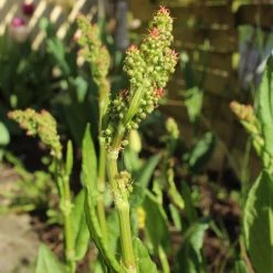 FuturePlanter Wiesen-Sauerampfer (Rumex Acetosa) 15 FuturePlanter Wiesen-Sauerampfer (Rumex Acetosa)