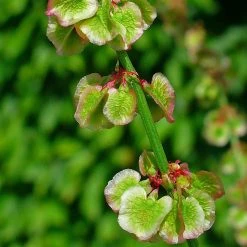 FuturePlanter Wiesen-Sauerampfer (Rumex Acetosa) 13 FuturePlanter Wiesen-Sauerampfer (Rumex Acetosa)