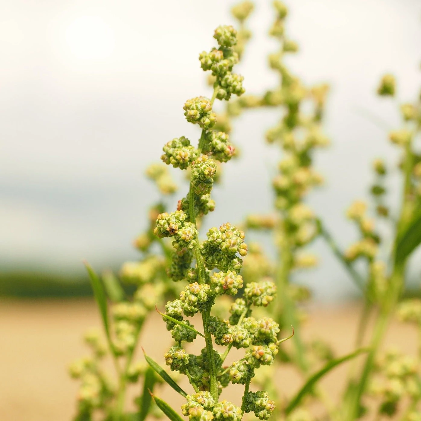 FuturePlanter Wiesen-Sauerampfer (Rumex Acetosa) 4 FuturePlanter Wiesen-Sauerampfer (Rumex Acetosa)
