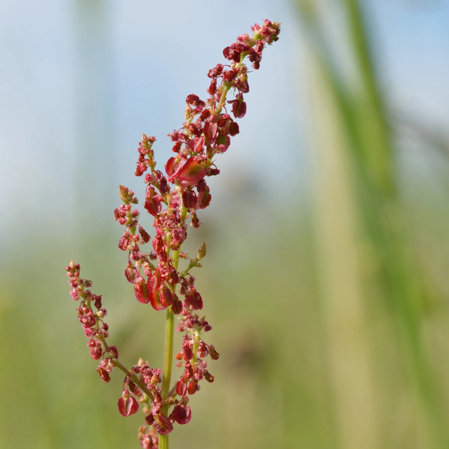 FuturePlanter Wiesen-Sauerampfer (Rumex Acetosa) 1 FuturePlanter Wiesen-Sauerampfer (Rumex Acetosa)
