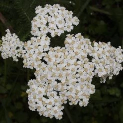 FuturePlanter Alle Pflanzen Im Shop Wiesen-Schafgarbe (Achillea Millefolium)
