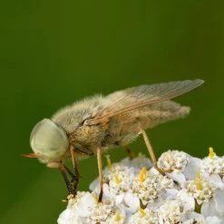 FuturePlanter Alle Pflanzen Im Shop Wiesen-Schafgarbe (Achillea Millefolium)