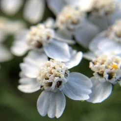 FuturePlanter Alle Pflanzen Im Shop Wiesen-Schafgarbe (Achillea Millefolium)