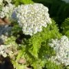 FuturePlanter Alle Pflanzen Im Shop Wiesen-Schafgarbe (Achillea Millefolium)