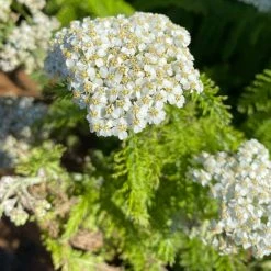 FuturePlanter Alle Pflanzen Im Shop Wiesen-Schafgarbe (Achillea Millefolium)