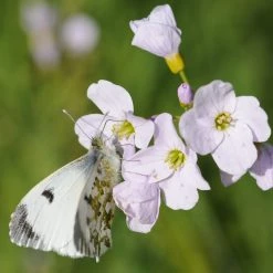 FuturePlanter Alle Pflanzen Im Shop Wiesen-Schaumkraut (Cardamine Pratensis)
