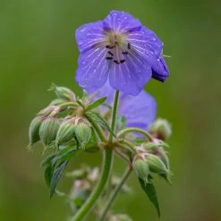 FuturePlanter Wiesen-Storchschnabel (Geranium Pratense) 13 FuturePlanter Wiesen-Storchschnabel (Geranium Pratense)