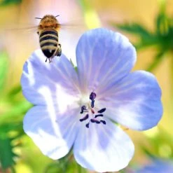 FuturePlanter Wiesen-Storchschnabel (Geranium Pratense)