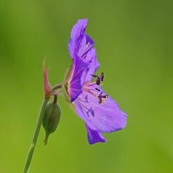 FuturePlanter Wiesen-Storchschnabel (Geranium Pratense) 11 FuturePlanter Wiesen-Storchschnabel (Geranium Pratense)