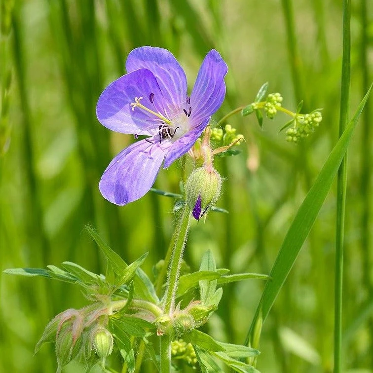 FuturePlanter Wiesen-Storchschnabel (Geranium Pratense) 5 FuturePlanter Wiesen-Storchschnabel (Geranium Pratense)