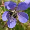 FuturePlanter Wiesen-Storchschnabel (Geranium Pratense)