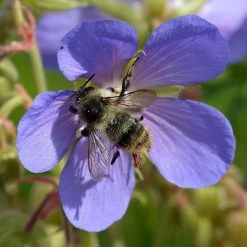 FuturePlanter Wiesen-Storchschnabel (Geranium Pratense)