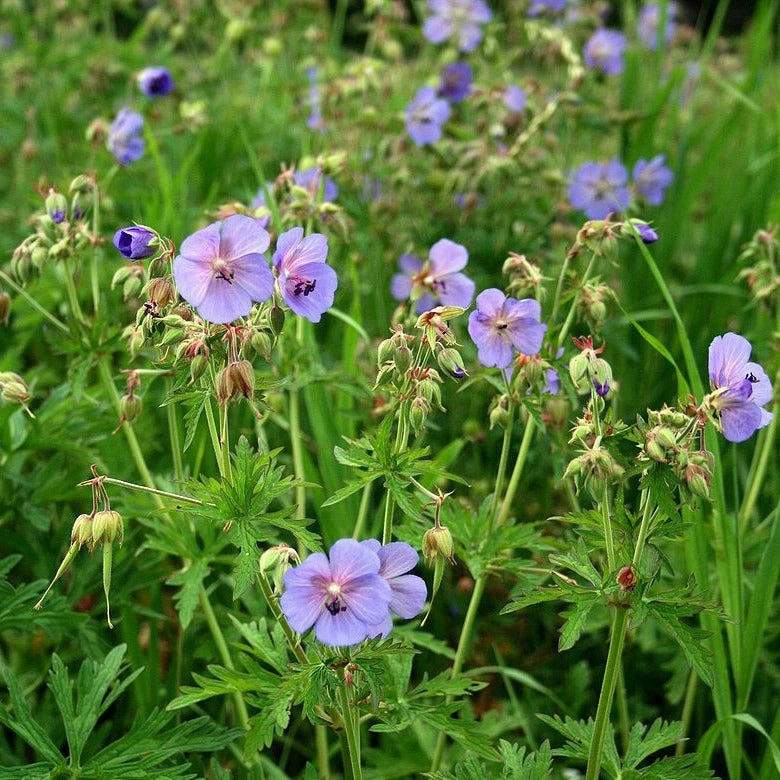 FuturePlanter Wiesen-Storchschnabel (Geranium Pratense) 7 FuturePlanter Wiesen-Storchschnabel (Geranium Pratense)