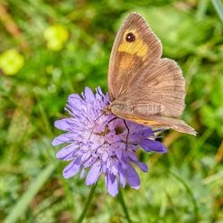 FuturePlanter Wiesen-Witwenblume (Knautia Arvensis)