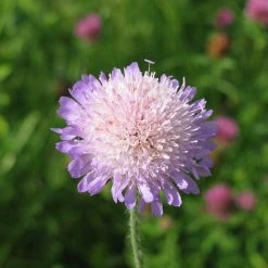 FuturePlanter Wiesen-Witwenblume (Knautia Arvensis)