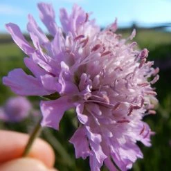 FuturePlanter Wiesen-Witwenblume (Knautia Arvensis)