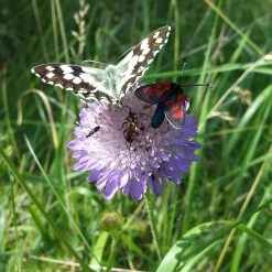 FuturePlanter Wiesen-Witwenblume (Knautia Arvensis)