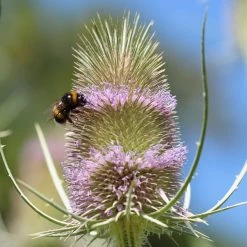 FuturePlanter Wilde Karde (Dipsacus Fullonum) Alle Pflanzen Im Shop 11 FuturePlanter Wilde Karde (Dipsacus Fullonum) Alle Pflanzen Im Shop