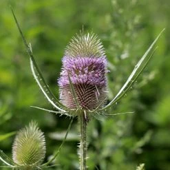 FuturePlanter Wilde Karde (Dipsacus Fullonum) Alle Pflanzen Im Shop 12 FuturePlanter Wilde Karde (Dipsacus Fullonum) Alle Pflanzen Im Shop